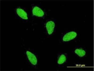 Immunocytochemistry/ Immunofluorescence: H2A Antibody (4C10) [H00008337-M01]