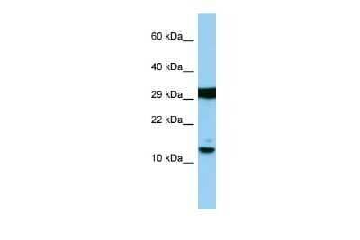 Western Blot: H2AFJ Antibody [NBP3-09542]