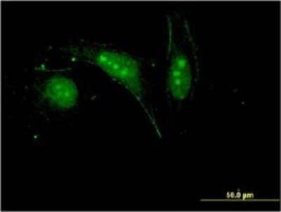 Immunocytochemistry/ Immunofluorescence: H2AFV Antibody (2F9) [H00094239-M08]