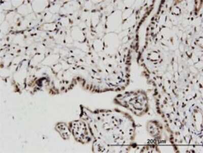 Immunohistochemistry-Paraffin: H2AFV Antibody (2F9) [H00094239-M08]