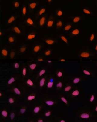 Immunocytochemistry/ Immunofluorescence: H2AFV Antibody - Azide and BSA Free [NBP3-04426]