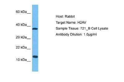 Western Blot: H2AFV Antibody [NBP2-84056]