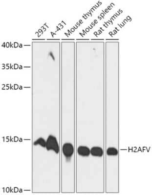 Western Blot: H2AFV AntibodyAzide and BSA Free [NBP3-04426]