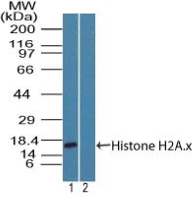 Western Blot: Histone H2AX Antibody [NBP2-27427]