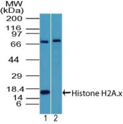 Western Blot: Histone H2AX Antibody [NBP2-27428]