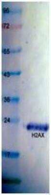 Western Blot: Recombinant Human Histone H2AX His Protein [NBP1-42464]