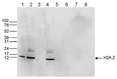 Western Blot: Histone H2A.Z Antibody [NBP2-54618]