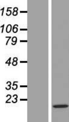 Western Blot: H3F3C Overexpression Lysate [NBL1-12607]