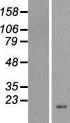 Western Blot: H4C4 Overexpression Lysate [NBP2-10888]