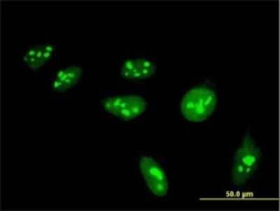 Immunocytochemistry/ Immunofluorescence: H4/h Antibody (6D4) [H00008365-M01]