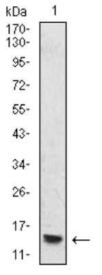 Western Blot: H4/n Antibody (3E7H2)BSA Free [NBP2-52486]