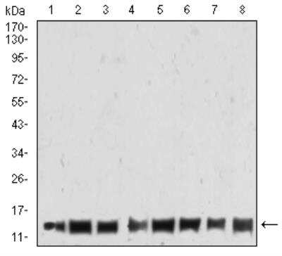 Western Blot: H4/n Antibody (7A2A7)BSA Free [NBP2-52488]