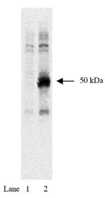 Western Blot: HA-1 Antibody (12CA5) [NBP3-11888]