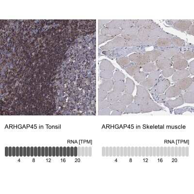 Immunocytochemistry/ Immunofluorescence: HA-1 Antibody [NBP3-17053]