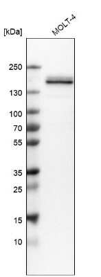 Western Blot: HA-1 Antibody [NBP1-90107]