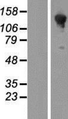 Western Blot: HA-1 Overexpression Lysate [NBP2-10359]