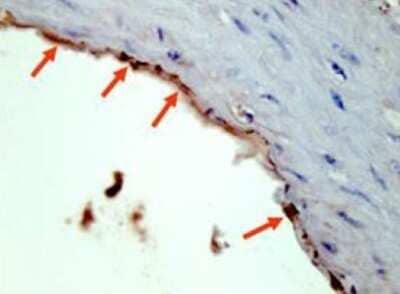 Immunohistochemistry-Paraffin: HA Tag Antibody [NBP1-70006]