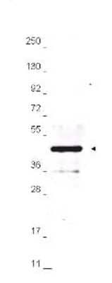 Western Blot: HA Tag Antibody [NBP1-70006]