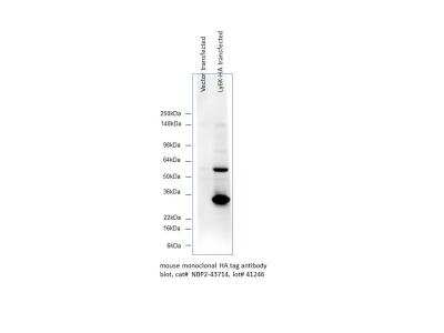 Western Blot: HA Tag Antibody (4810) [NBP2-43714]