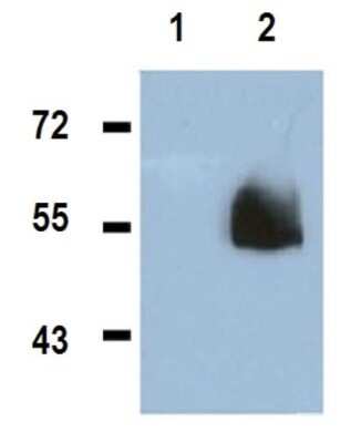 Western Blot: HA Tag Antibody (C.15200190) [NBP2-59172]