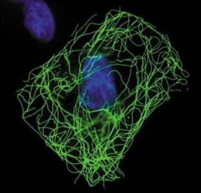 Immunocytochemistry/ Immunofluorescence: HA Tag Antibody [NB600-363]