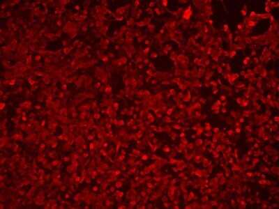 Immunocytochemistry/ Immunofluorescence: HA Tag Antibody - BSA Free [NB600-362]