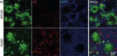 Immunohistochemistry: HA Tag Antibody - BSA Free [NB600-362]