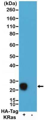 Western Blot: HA Tag Antibody (RMH02)Chimeric [NBP2-61476]