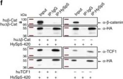Western Blot: HA Tag Antibody [NB600-363]