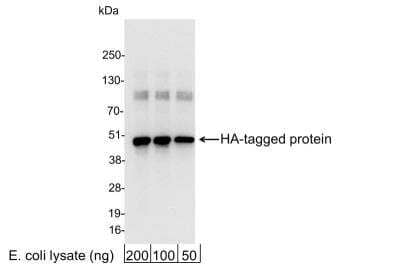 Western Blot: HA Tag Antibody [NB600-363]