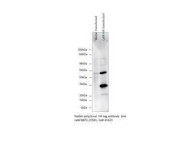 Western Blot: HA Tag Antibody [NBP2-21581]