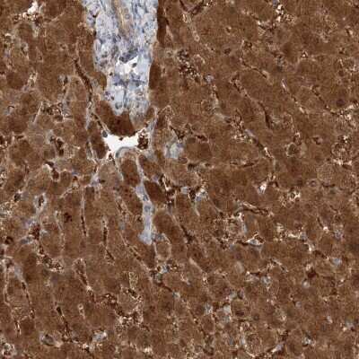 Immunohistochemistry-Paraffin: HAAO Antibody [NBP1-85892]