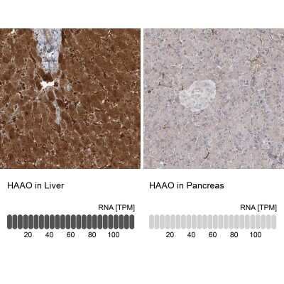 Immunohistochemistry-Paraffin: HAAO Antibody [NBP1-85892]