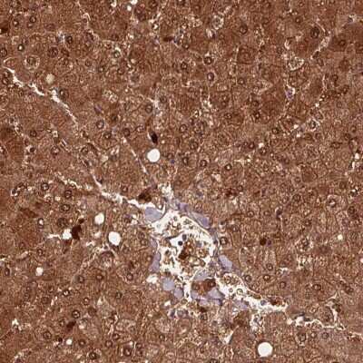 Immunohistochemistry-Paraffin: HAAO Antibody [NBP2-48755]