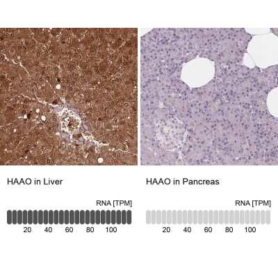 Immunohistochemistry-Paraffin: HAAO Antibody [NBP2-48755]