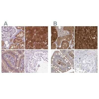 Immunohistochemistry-Paraffin: HAAO Antibody [NBP2-48755]