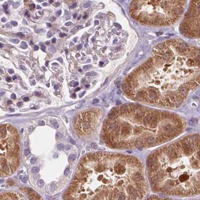Immunohistochemistry-Paraffin: HAAO Antibody [NBP2-48755]