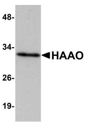 Western Blot: HAAO AntibodyBSA Free [NBP1-77361]