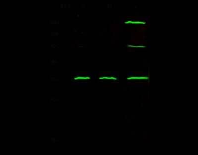 Western Blot: HABP1/C1QBP/GC1q R Antibody (106) [NBP2-90476]