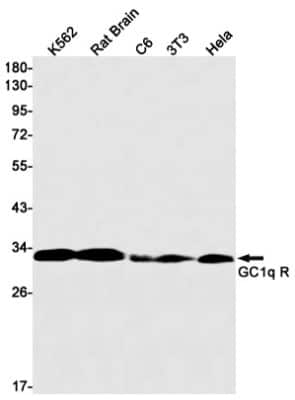 Western Blot: HABP1/C1QBP/GC1q R Antibody (S03-6A3) [NBP3-14892]