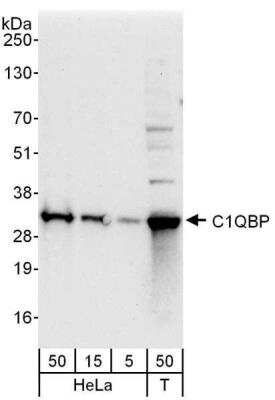 Western Blot: HABP1/C1QBP/GC1q R Antibody [NBP1-49960]