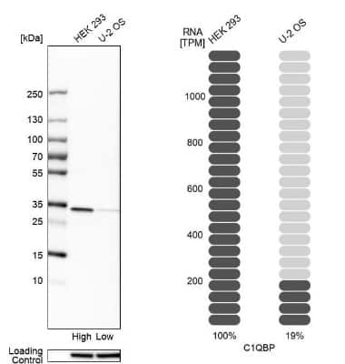 Western Blot: HABP1/C1QBP/GC1q R Antibody [NBP1-89790]