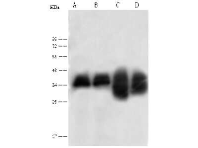 Western Blot: HABP1/C1QBP/GC1q R Antibody [NBP2-98236]