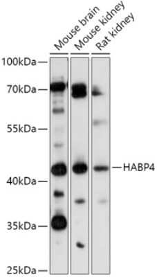 Western Blot: HABP4 AntibodyAzide and BSA Free [NBP3-04108]