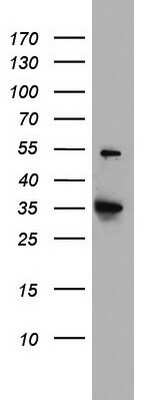 Western Blot: HADH Antibody (OTI3D12) [NBP2-45931]