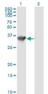 Western Blot: HADH Antibody (4B5) [H00003033-M01]