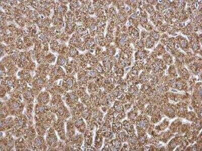 Immunohistochemistry-Paraffin: HADH Antibody [NBP2-16776]
