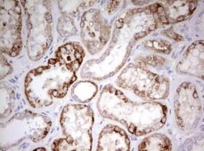 Immunohistochemistry: HADH Antibody (OTI3D12) - Azide and BSA Free [NBP2-70875]