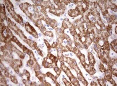 Immunohistochemistry: HADH Antibody (OTI3D12) - Azide and BSA Free [NBP2-70875]
