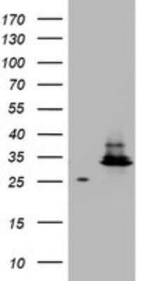 Western Blot: HADH Antibody (OTI3D12)Azide and BSA Free [NBP2-70875]